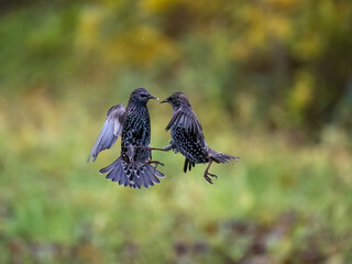 Star (Sturnus vulgaris)