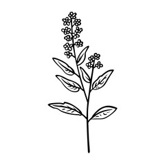 Abstract Hand Drawn of Verbena Illustration. SVG Vector