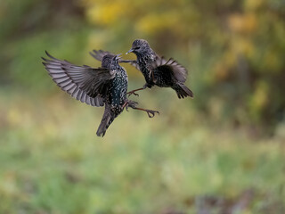 Star (Sturnus vulgaris)