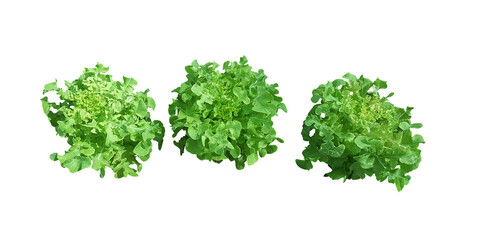 Lettuce, isolated on white background