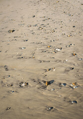 Sand and Sea Shells at the Outer Banks Island in North Carolina