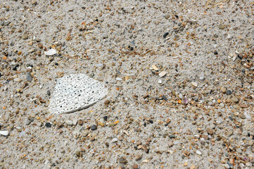 Sand and Sea Shells at the Outer Banks Island in North Carolina