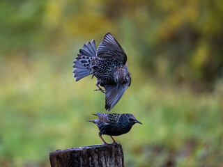 Star (Sturnus vulgaris)