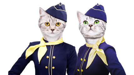 Portrait of two attractive cats wearing flight attendant costumes isolated on white background