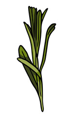 Hand drawn herbs leaves Green leaf collection Summer palm leaf. Graphic Vector illustration. Lavender leaf.