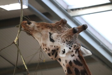 Giraffe tall mammal in a zoo environment 