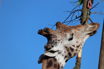Tall giraffe at zoo eating branches 