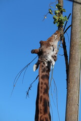 Giraffe tall mammal in a zoo environment 