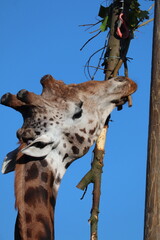 giraffe in a zoo tall mammal 