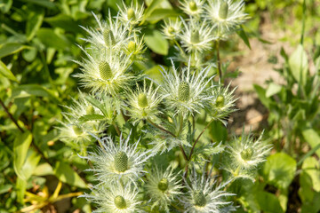 Eryngium alpinum 'Blue Jackpot' also known as Blue Sea Holly