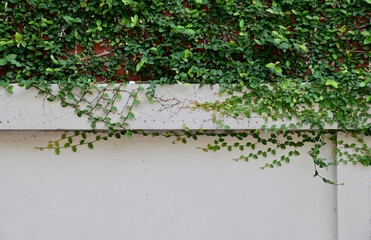 Close up green climber plant on white wall natural concept for design and decoration at Thailand.
