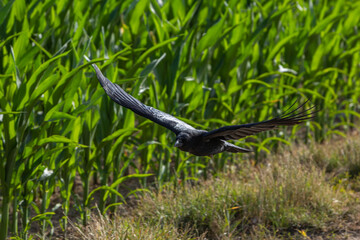 crow flying with spread wings