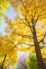 光芒と紅葉したイチョウ並木
