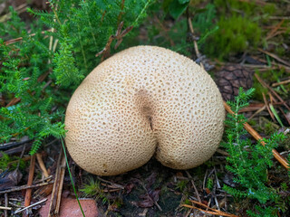 Butt shape mushroom. Scleroderma citrinum