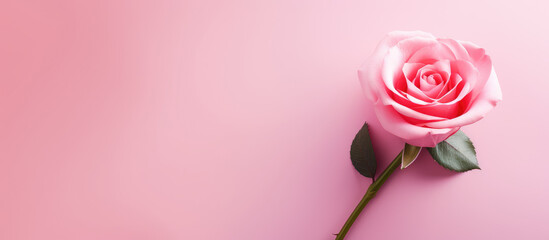 Valentine's Day concept. Pink rose flower with on pink background with empty copy space