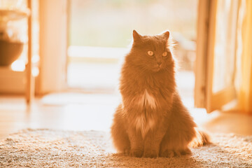 A sunlit indoor portrait of a cute and playful tabby cat, showing its face, eyes and fur in...