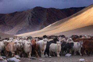 The Changthangi or Changpa goats, Ladakh, India, Asia