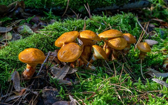 Fungi (Kuehneromyces mutabilis) in mixed forest, accumulation of hollyhock sponges, Berlin, Germany, Europe