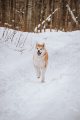 Akita Inu in the forest on a walk in winter