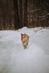 Akita Inu in the forest on a walk in winter