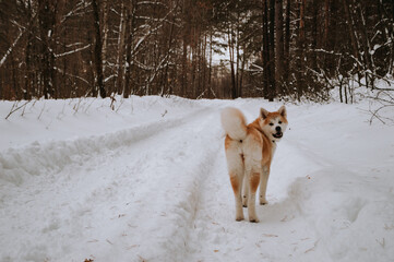 Akita Inu in the forest on a walk in winter