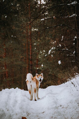 Akita Inu in the forest on a walk in winter