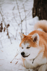 Akita Inu in the forest on a walk in winter