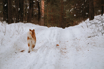 Akita Inu in the forest on a walk in winter