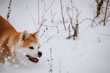 Akita Inu in the forest on a walk in winter