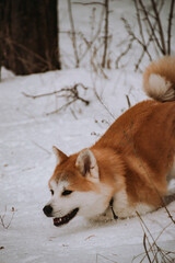 Akita Inu in the forest on a walk in winter