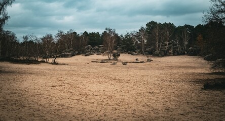 Picturesque scene with trees in the Trois Pignons Forest of Fontainebleau, France