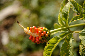 cones on a branch