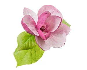 Gardinen Purple magnolia flower, Magnolia felix isolated on white background, with clipping path © Dewins