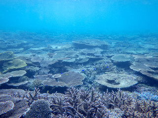 Fototapeta premium 沖縄の海