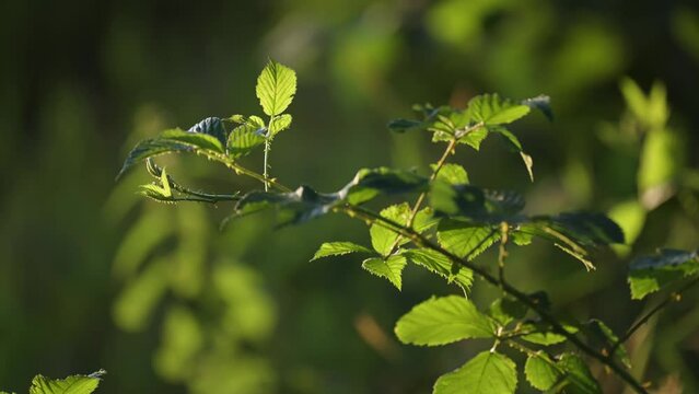 A thorny raspberry branch with fresh green leaves backlit by the morning sun. A close-up parallax shot.