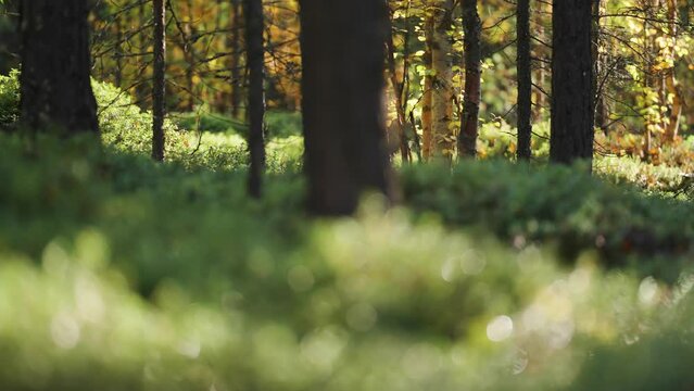 A magical morning scene in the enchanted sunlit autumn forest. parallax video. Bokeh background.