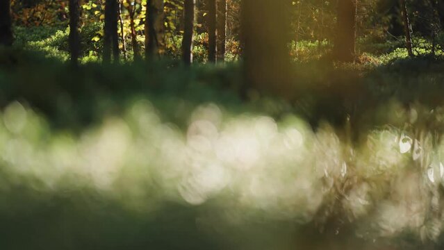 An enchanted autumn forest lit by the gentle morning sun. Parallax video. Bokeh background.