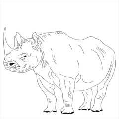 Rhino drawing, minimalist style lines.