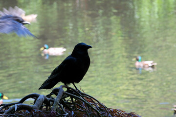 Beacon Hill park Victoria Canada BC Wildlife trees in spring and summer in the greenery leaves pond beautiful weather Walk in the city center