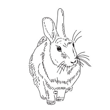 drawing of a rabbit. minimalist line style.	