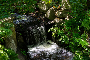 Beacon Hill park Victoria Canada BC Wildlife trees in spring and summer in the greenery leaves pond beautiful weather Walk in the city center