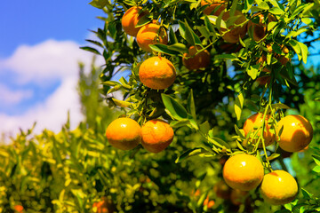 orange tree oranges branch with tree fresh oranges growingoranges branch with green leaves in graden.
