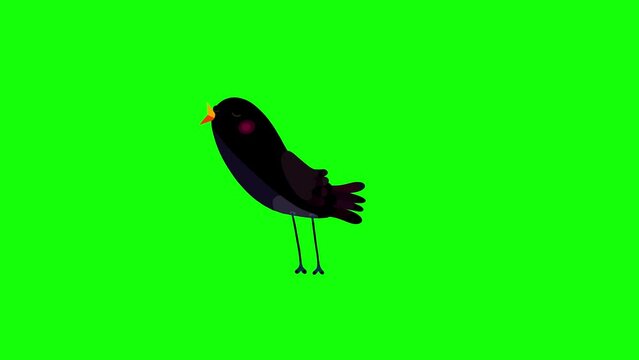 Ouzel bird black cartoon animation character bluebox non stop singing. Blinking eyes, opening bill, seamless loop behaviour.