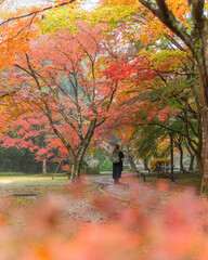 茨城県水戸市　紅葉真っ盛りのもみじ谷