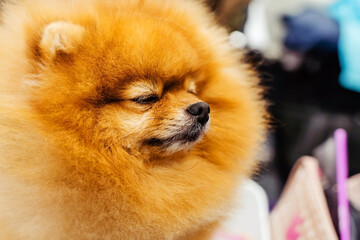 Portrait of a small, orange dog with thick fur. Close-up