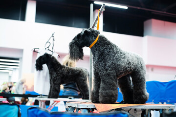 Kerry blue terrier on the grooming table. Preparation of purebred dogs for demonstration...