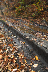 Forest landscape with a muddy road.