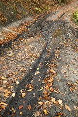 Forest landscape with a muddy road.