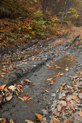 Forest landscape with a muddy road.
