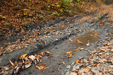 Forest landscape with a muddy road.